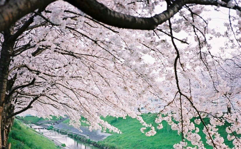 春らしい暖かい日が続き、桜が見頃を迎えています。